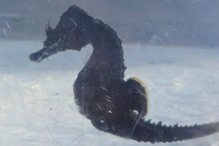 Alboraya amplía la conservación de especies autóctonas con el caballito de mar en su litoral