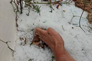 El camp valencià no alça cap: el graníssol destrossa milers d'hectàrees a setmanes de la recol·lecció
