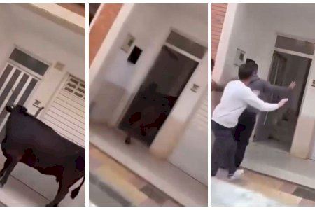 VÍDEO | Pànic a Cullera després de colar-se una vaca en un habitatge i els festejos acaben amb diversos ferits