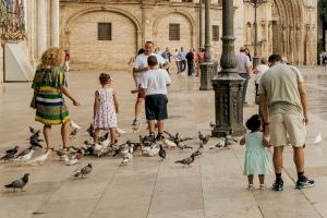 València llança una estratègia per a reduir la població de coloms i sol·licita col·laboració ciutadana