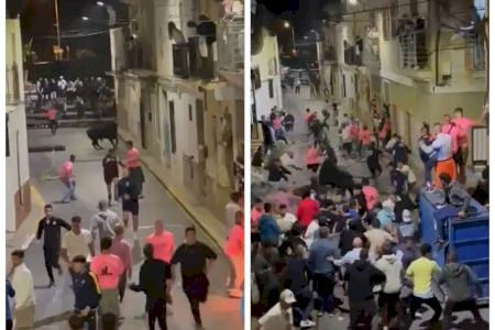 VÍDEO | Impactant escena en els bous al carrer de Quart de les Valls: un bou s'emporta el piló per davant i l'arrossega fins a la barrera