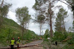 Comencen les tasques de prevenció d’incendis forestals a l’entrada de la Casella