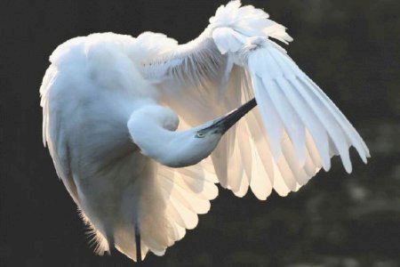 La Generalitat registra 237 aves diferentes en el Parque Natural del Prat de Cabanes-Torreblanca