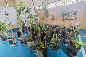 Medio Ambiente cede más de medio centenar de plantas para la reconstrucción del jardín de un colegio de Alfafar afectado por la riada