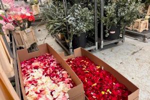 Preparades 20 caixes de pètals de rosa valenciana a la Casa Vestuari per al Trasllat de la Mare de Déu