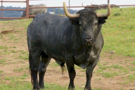 Burriana desvela a “Aviador”: el toro estrella de las Fiestas de la Misericordia 2025 Burriana desvela a “Aviador”: el toro estrella de las Fiestas de la Misericordia 2025