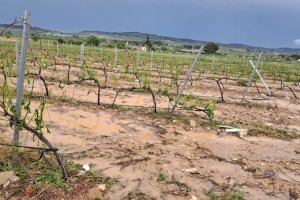 El campo valenciano, arrasado... y aún quedan días de tormenta por delante: el granizo deja 40 millones en pérdidas en solo unos minutos