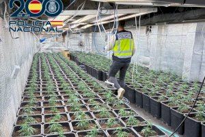 Descubren una plantación de casi un millar de plantas de marihuana en una nave del casco urbano de Xirivella