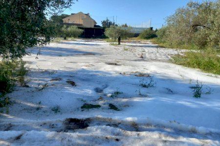 Riba-roja de Túria convoca una reunión urgente del Consell Agrari para declarar zona catastrófica el término municipal por la granizada