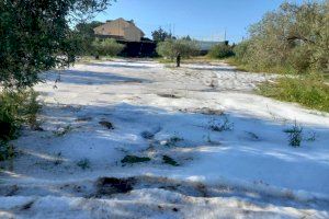Riba-roja de Túria convoca una reunión urgente del Consell Agrari para declarar zona catastrófica el término municipal por la granizada