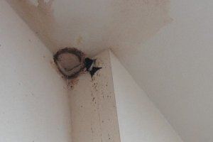 Denuncian en Xilxes la eliminación de un nido de una especie protegida durante unas obras