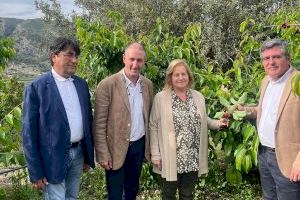 Carlos Pastor inaugura la campaña de la cereza 2025 destacando su calidad y valor como emblema de Alicante