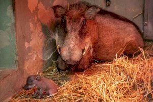 BIOPARC València celebra el nacimiento de dos facóqueros, los jabalíes más famosos de El Rey León