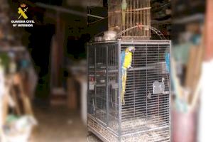 Intervienen en Santa Pola un guacamayo y una cotorra por carecer de documentación legal