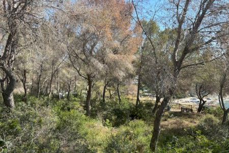 Benissa pone en marcha un plan para talar pinos secos afectados por la plaga del Tomicus en espacios públicos de la zona litoral