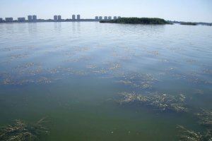 L'Albufera reviu la seua jungla submergida: els satèl·lits confirmen el miracle
