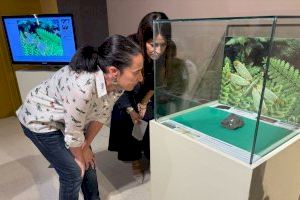 El MUPE expone por primera vez un fósil de una nueva especie de insecto única en el mundo
