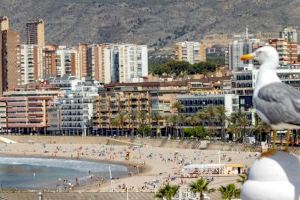 Benidorm destina 56.000 euros a ayudas para fomentar el empleo en las asociaciones empresariales de la ciudad