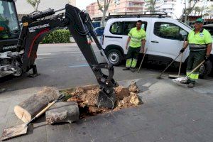 Benidorm replanta cerca de 400 árboles dañados por enfermedades o vandalismo