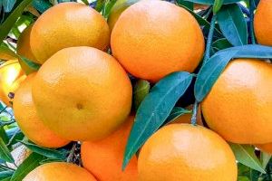 La clemenules ya tiene nombre digital propio a disposición del Ayuntamiento de Nules