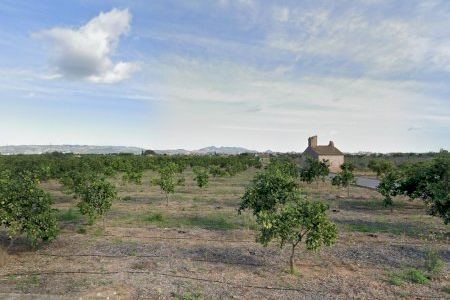 Vila-real levanta un muro contra la invasión de la plaga que causa la necrosis y la "cola de bruja" en los naranjos