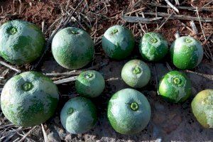 Vila-real levanta un muro contra la invasión de la plaga que causa la necrosis y la "cola de bruja" en los naranjos - (foto 2)