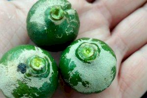 Vila-real levanta un muro contra la invasión de la plaga que causa la necrosis y la "cola de bruja" en los naranjos - (foto 3)