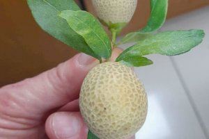 Vila-real levanta un muro contra la invasión de la plaga que causa la necrosis y la "cola de bruja" en los naranjos - (foto 4)