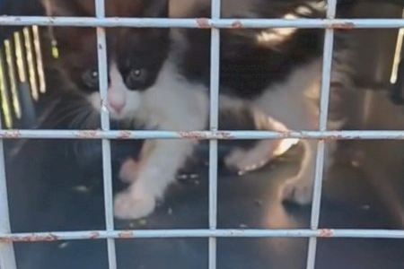 Los bomberos cortan una torre de Alta Tensión en Tavernes para sacar a un gatito atrapado