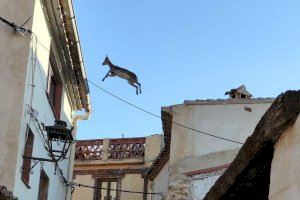VÍDEO | Vecinos de Jérica captan una escena imposible de 'cabras voladoras' sobre los tejados de las casas