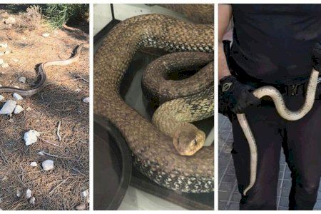 Avistamiento de culebras en localidades valencianas: así debes reaccionar si ves una y consejos para evitar riesgos