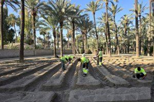 El Palmeral recupera el cultivo de algodón para preservar su legado agrícola