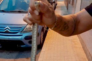 Capturan una culebra tras el aviso de una vecina en Novelda