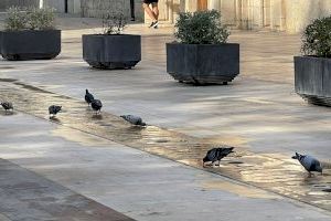 L’Ajuntament posa en marxa un pla per a reduir la sobrepoblació de coloms a Alzira