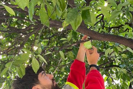 Alzira inicia una nova campanya de control biològic contra plagues en els cítrics i l’arbrat urbà