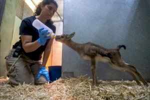 Nacen en BIOPARC Valencia tres gacelas de Thomson, el antílope más veloz de África