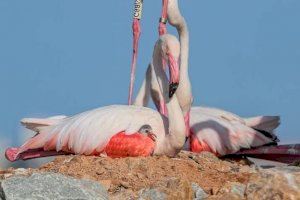 Naixen centenars de flamencs amb el major rècord de cries dels últims anys i els pots trobar en aquest parc natural valencià