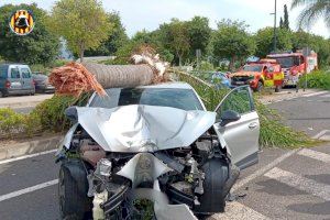 Un coche acaba aplastado por una palmera en un accidente en Gandia - (foto 2)