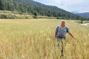 ASAJA advierte que los bajos precios no cubrirán costes a pesar del repunte del cereal alicantino
