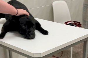 Grave caso de maltrato animal: Mata a su perro tras ahogarlo en una playa de Alicante