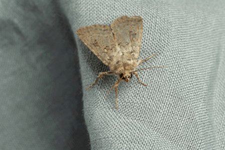 La Comunitat Valenciana, invadida por polillas gigantes: causas y cómo eliminarlas de casa