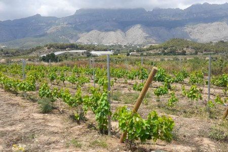 Altea Agrícola 2025 se centrará en el cultivo de la viña