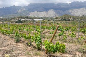 Altea Agrícola 2025 se centrará en el cultivo de la viña