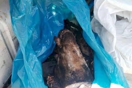 Descubren una matanza clandestina de corderos en Crevillent sin control sanitario