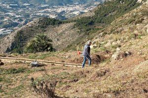 Les ovelles tornen a la Serra de Bèrnia com a aliades en la prevenció d'incendis