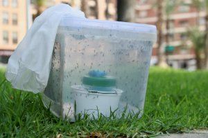 Castellón suelta un millón de mosquitos para acabar con la plaga de tigres en la ciudad