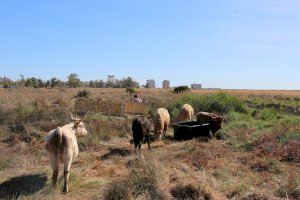 Vacas para ahuyentar a los jabalíes: la exitosa propuesta de un pueblo costero de Castellón
