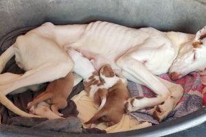 Así se destapó el horror animal en l’Alcora: 40 perros maltratados, 8 muertos y una multa sin precedentes