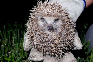 ‘Ciència a la UA’ descobreix la fauna vertebrada que habita al campus universitari