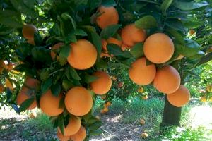 Un conocido almacén agrícola de Castellón entra en concurso y deja sin cobrar a productores de cítricos
